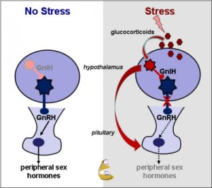 Infertility, IVF and Stress